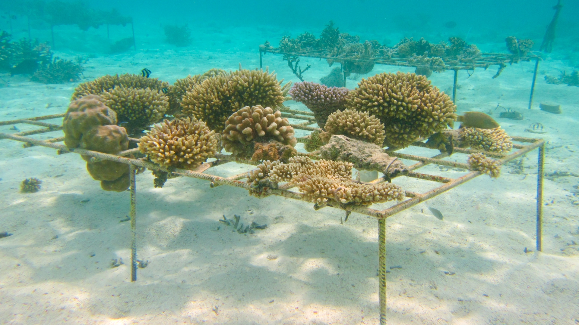 Coral Project