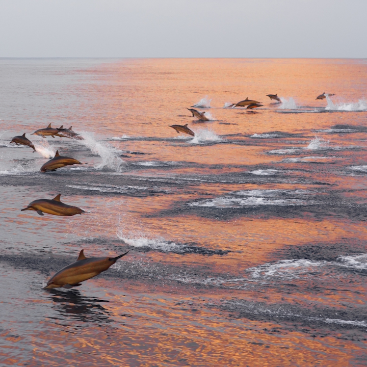 Dolphin Quest