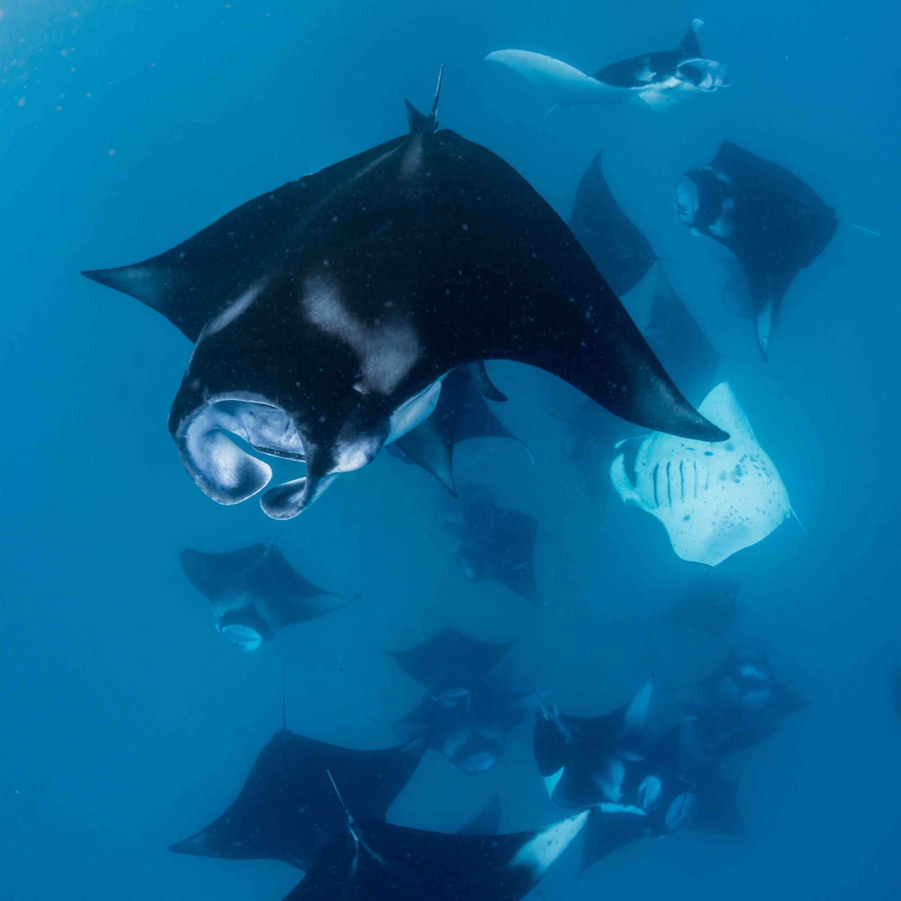 MANTA SNORKELLING