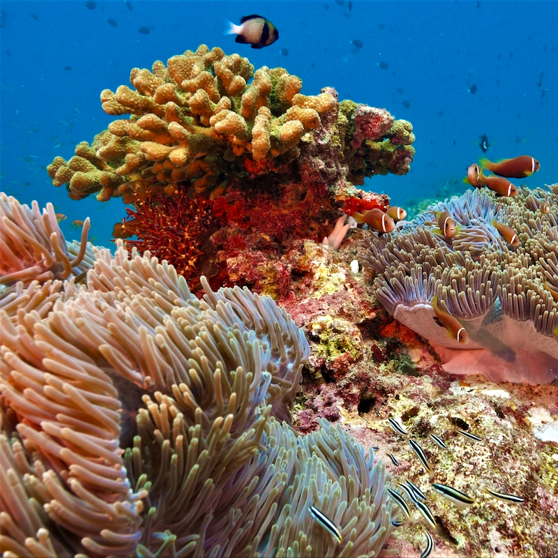 Coral Project