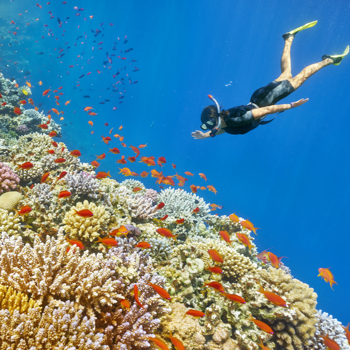 SNORKELLING TRIPS