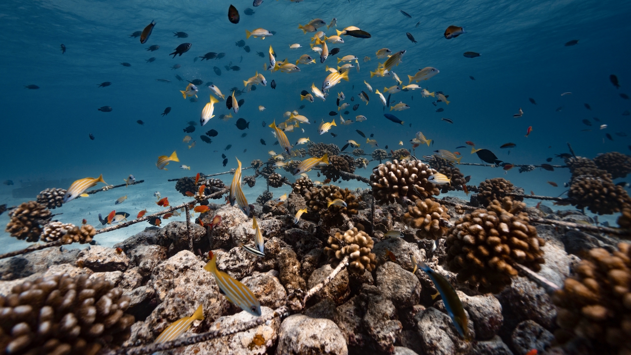 Coral Ranger Program